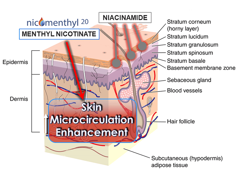 NiacinamideSkinMicrocirculation