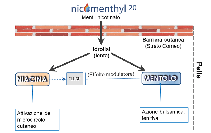 Nicomenthyl Hydrolysis
